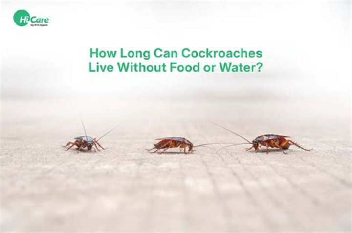 How long do ants live without food? - Celebrity.tn